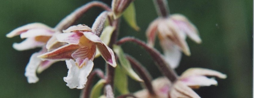 Fleur Fleur